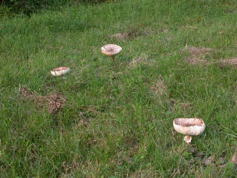 Passeggiata...(Macrolepiota procera)